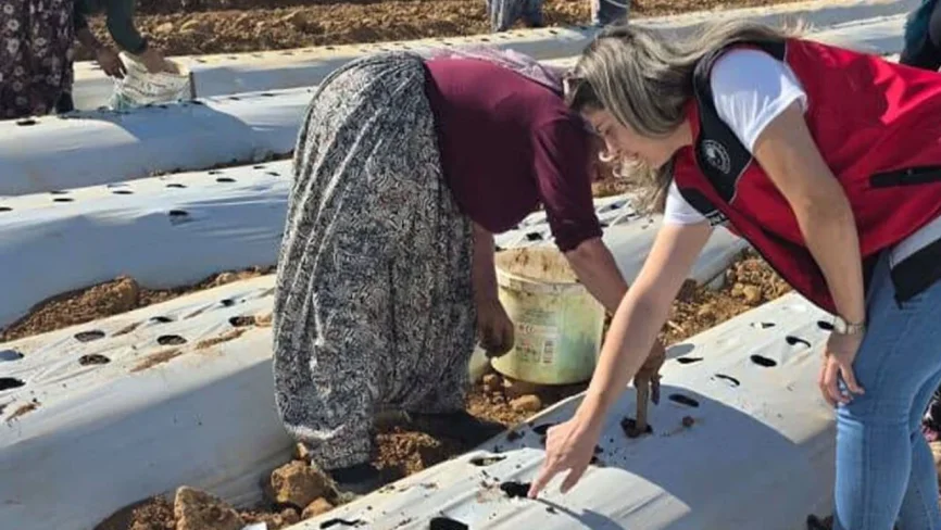 Akşehir’de KOP Hibeli Çilek Fidelerinin Dikimine Başlandı