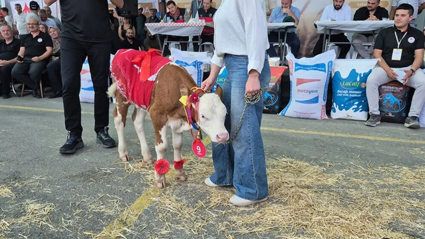 Akşehir’de “En Güzel Buzağı” Yarışması Düzenlendi
